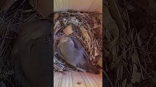 Flycatchers nesting Full video on channel nordic birds sweden babybird [upl. by Moore223]