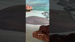 Leopard Devilfish sea fishvideo naturelovers likes aiart aishorts glamur fancy cuteanimals [upl. by Mabelle]