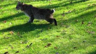 Bobcat in Connecticut [upl. by Omer]