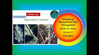 18 PATH 365 New Lec no 41 MustardWhite Rustdisease [upl. by Josler]