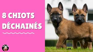 8 Adorables Bébés Malinois Charbonnés qui Jouent ces Chiots Malinois ont 6 semaines [upl. by Erdua752]