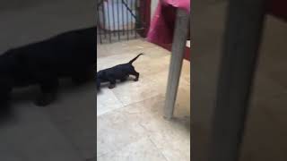 Dachshund puppies barking and playing [upl. by Caines305]