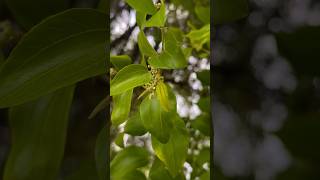 Flowering Ziziphusspinachristi tree 🌳 ازهار السدر اليوم [upl. by Ariam]