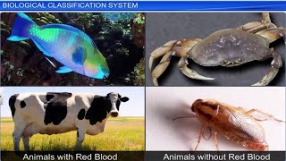 CBSE Class 11 Biology  Biological Classification System  Full Chapter  By Shiksha House [upl. by Fairley]