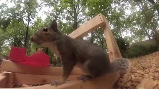 Катапульта для белок  Catapult for squirrels [upl. by Noimad52]