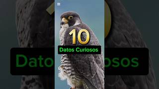 ✍️10 DATOS CURIOSOS 👀 curiosidades [upl. by Aisirtap]