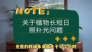 观叶植物24h补光注意事项与观花植物补光节律、长短日照问题解析 [upl. by Dyal608]