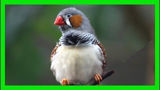 Zebra Finch Song Sound Voice Call Melody  Diamante Mandarín Canto  Taeniopygia Guttata [upl. by Elletnahs150]