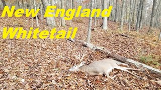 In Pursuit of New England Whitetails [upl. by Wyon]