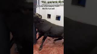 Nima bu buqa buqaboqish buqalar mol qoy cow qoybozor molbozor hokiz мол моллар [upl. by Calabresi]