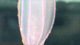 Fascinating ctenophores [upl. by Yssim]