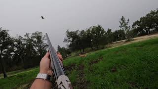 CAÇA DE SALTO PERDIZ  Perdigueiro Português  upland hunting  gun dog  bird dog  pointer [upl. by Nordin568]