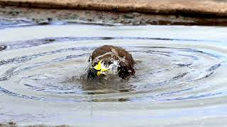 Masked Lapwing bathing [upl. by Aled]