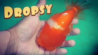 MY GOLDFISH HAS DROPSY [upl. by Anna-Diane]