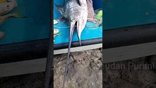 😱Giant Sharp Nose fish😳Kovalam beachLove fishing 🎣trending shorts kovalam fishing fish viral [upl. by Odlanyar23]