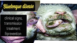 Bluetongue disease in cattle  clinical signs transmission treatment amp prevention [upl. by Acinoryt]