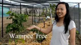 Tropical fruit tree in our shade house [upl. by Assirt]