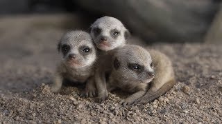 Meerkat babies take first steps [upl. by Tadashi]