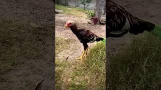 Unique Colour Aseel aseelmurga viralvideo shortsfeed youtubeshorts chicken [upl. by Nagol615]