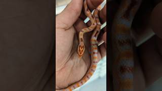 EXTREME This ERO Extreme Reverse Okeetee Corn Snake shows how impressive selecting breeding is [upl. by Carly]