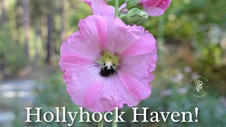 Reach for the Sky  Winter Sowing Hollyhock Seeds for a Colorful Garden [upl. by Nywles453]