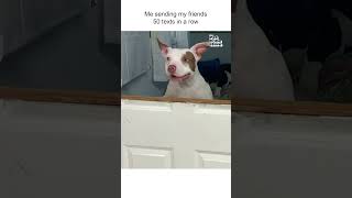 where u at 🐶📱Dogs Funny Texting DogMemes [upl. by Nolahs]