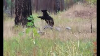 How Fast Can a Bear Climb a Tree [upl. by Christenson535]