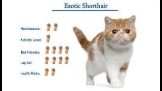 Top 10 Facts About Exotic Shorthair Cats [upl. by Zeeba117]