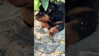 Innocency nature relaxing meditationmusic petphotography birdcall puppy dogphotography [upl. by Nami]