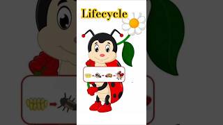 Life cycle diagram shortvideo shorts lifecycles science education diagram knowldge science [upl. by Eilyr]