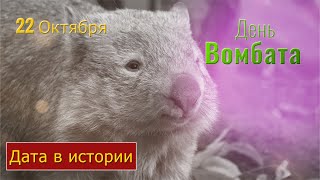 ВОМБАТ В МИРЕ ЖИВОТНЫХ День вомбата ДЕНЬ В ИСТОРИИ СПАСЕНИЕ ЖИВОТНЫХ [upl. by Danieu]