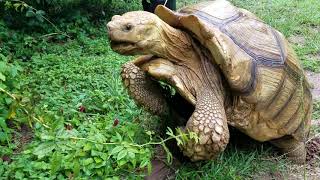 Tortoise mating sounds [upl. by Eneres627]