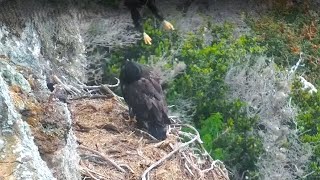 Antsy Eaglet Leap Frogsquot Over Tall Sibling 🐸 West End Bald Eagle Nest Exploreorg 53024 [upl. by Erreid]