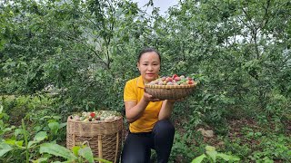 Harvest Plums Garden Go To Market Sell  Make A Trellis For Climbing Gourds  Lý Thị Tiếng [upl. by Tirrell]