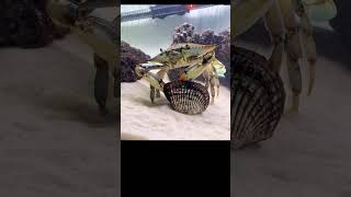 crab VS clam viral crab crabbing bluecrab aquarium pets [upl. by Thorma]