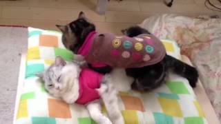 オス猫同士の超高速ピストン運動【cat mating】 [upl. by Liahkim222]