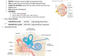 2 somatosensation MCAT Psych Soc [upl. by Esinyt]