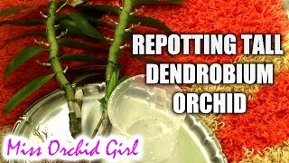 Repotting a tall Dendrobium orchid [upl. by Pauiie]