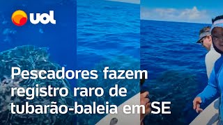 Pescadores fazem registro raro de tubarãobaleia entre o mar e a praia Sarney em Aracaju [upl. by Susanne]