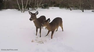 Deer Camera with a GoPro WhiteTailed Deer [upl. by Cunningham]