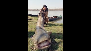 Glavinjarom na somoveBig catfish on river Sava [upl. by Kroy]