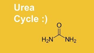 Urea Cycle  easy learning [upl. by Naj524]