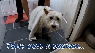 Our Westipoo Teddy gets a shower [upl. by Habas]