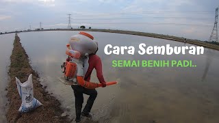 Cara Tanam Padi Semburan Semai Benih Padiberkesan dan Hasil Lumayan [upl. by Aili]