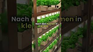 So ziehst du Tomaten aus Samen 🍅🌱 Der beste Weg für kräftige Pflanzen [upl. by Kaltman]