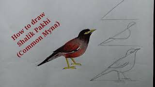 শালিক পাখি আঁকা How to draw Shalik Pakhi  Common Myna [upl. by Kendall]