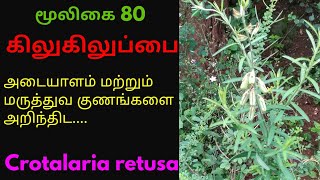 கிலுகிலுப்பை மூலிகை செடிkilukiluppai plantCrotalaria retusa [upl. by Ivz]