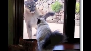 House Cat Seems Unfazed by a Giant Mountain Lion Outside Window [upl. by Konyn639]