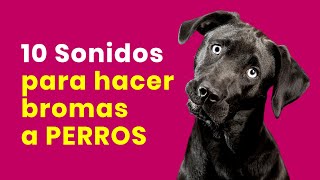 10 Sonidos Para Hacer Bromas a Los Perros [upl. by Naired64]