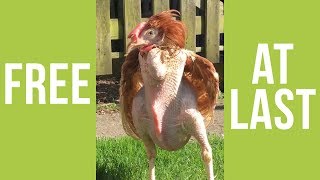 INCREDIBLE VIDEO Caged Hen Experiences Freedom For The First Time [upl. by Yasui]